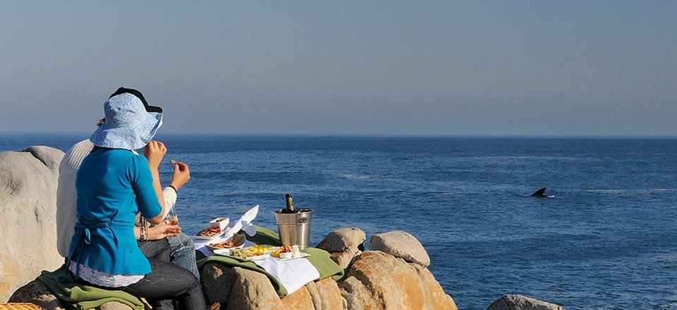 Experience Land Based Whale Watching from your Doorstep